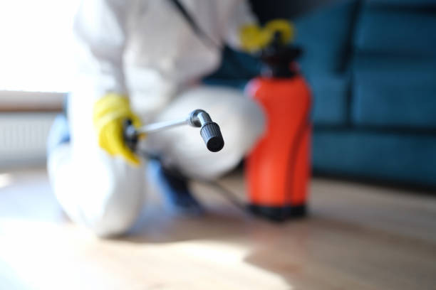 Mold Odor Removal Services in Avilla, AR